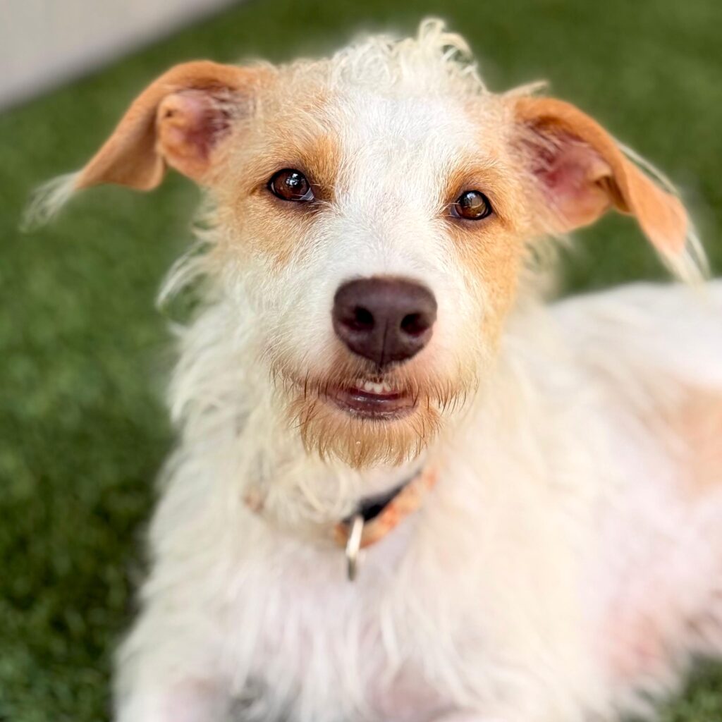 Fluffy scruffy white dog with tan ears