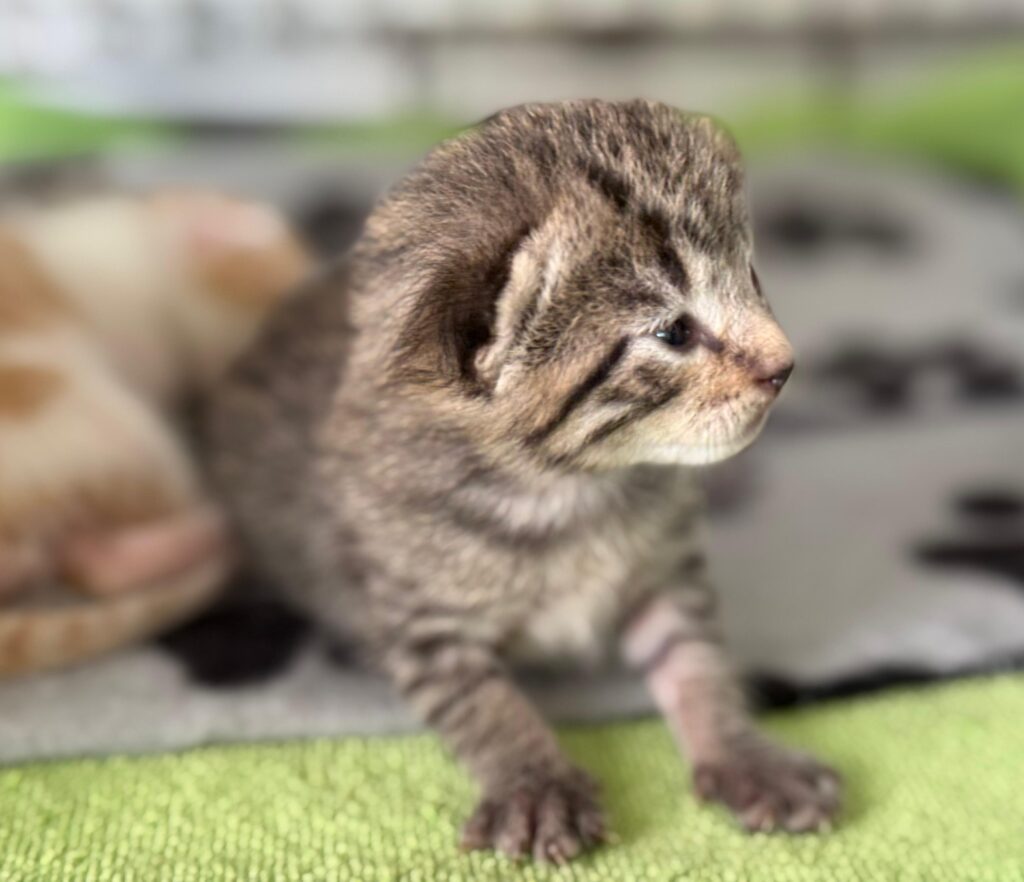 Cute grey tabby kitten