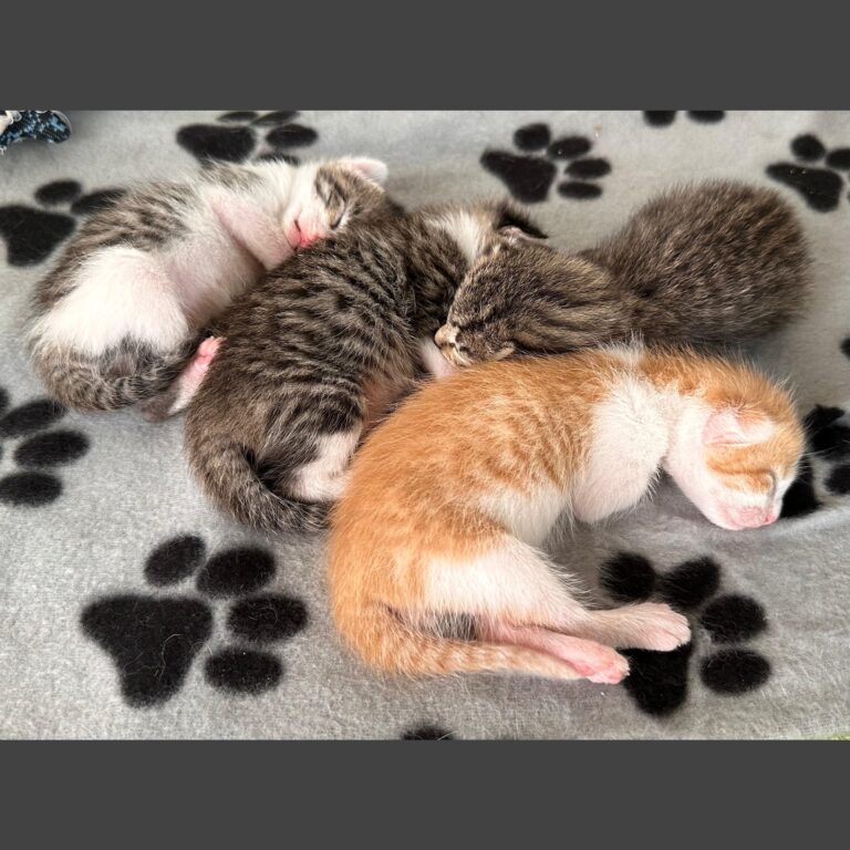 Four tabby kittens