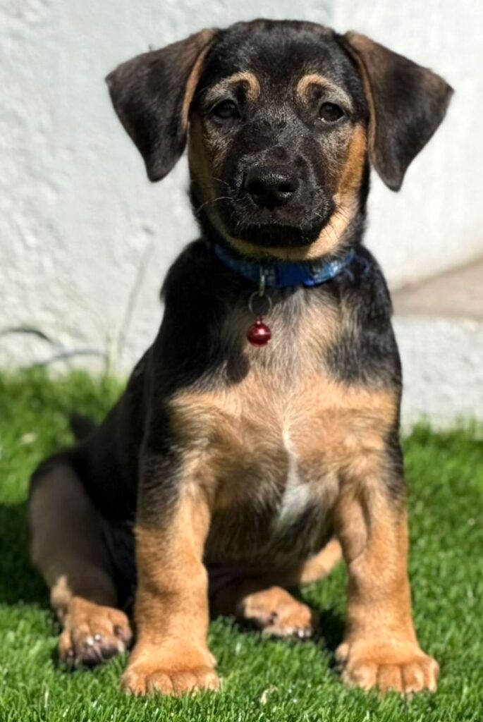 Perrito marrón sentado con patas marrones y marcas faciales
