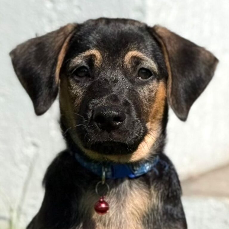 Black dog with brown markings
