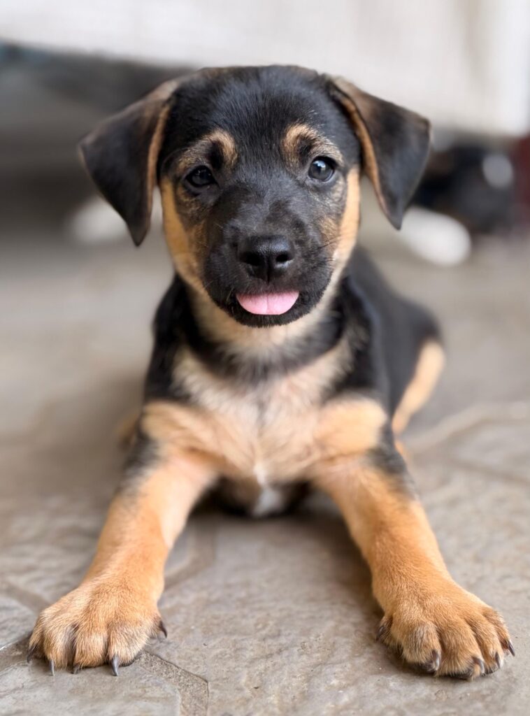 cachorro negro y marrón con lengua rosa pegando fuera