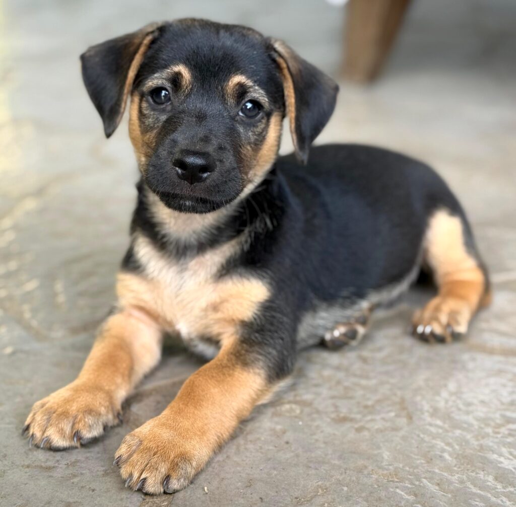 cachorro negro con marcas de pecho adorables