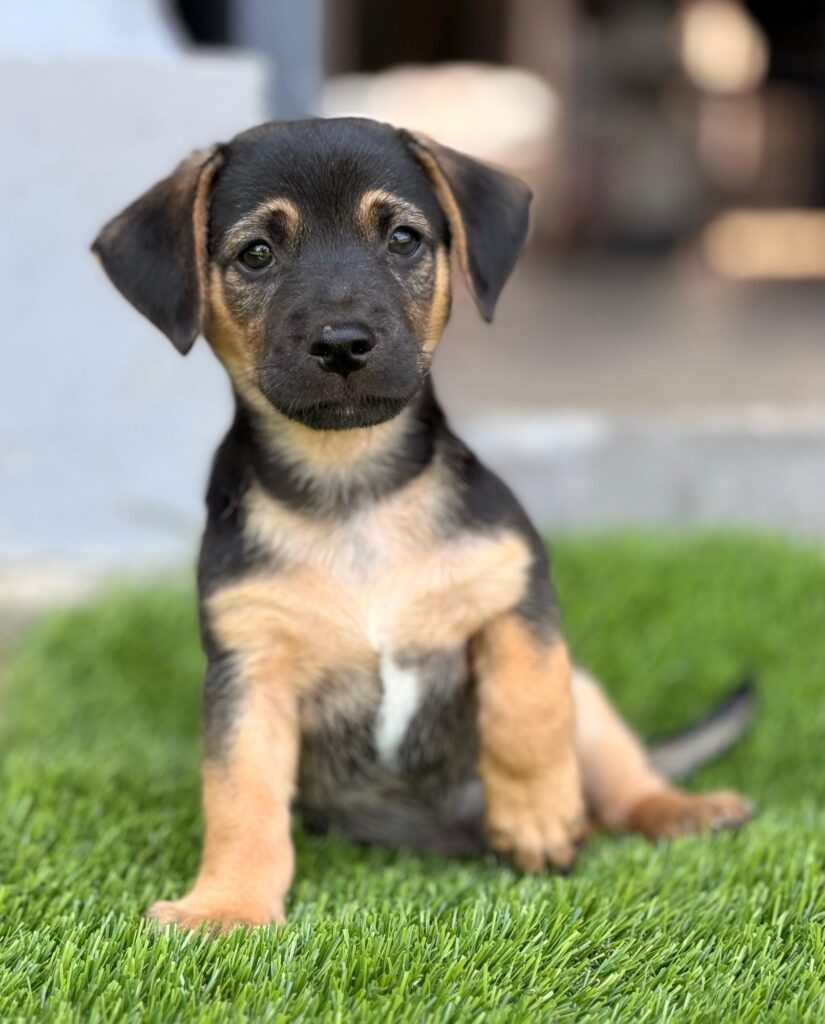 Perrito negro y bronceado sentado en la hierba con su pata izquierda arriba