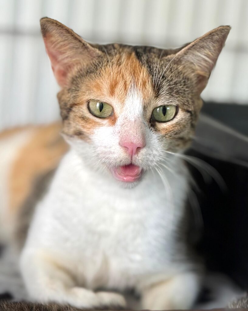 Calico gato con boca abierta