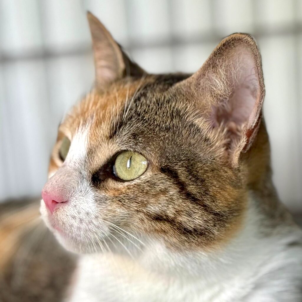Naranja, gris y gato de calico blanco con ojos verdes