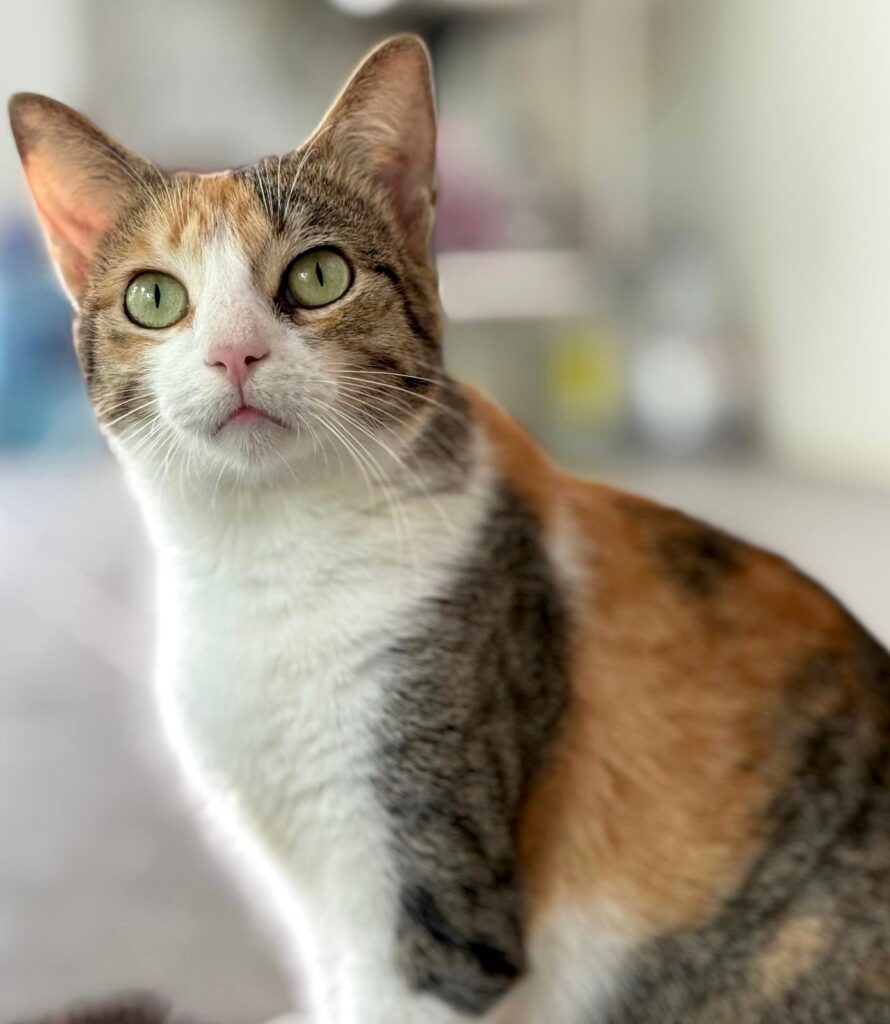 Hermosa tabby blanco, gris y dorado.