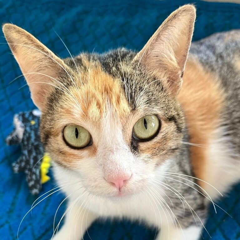 Orange, gray, and white calico cat with green eyes
