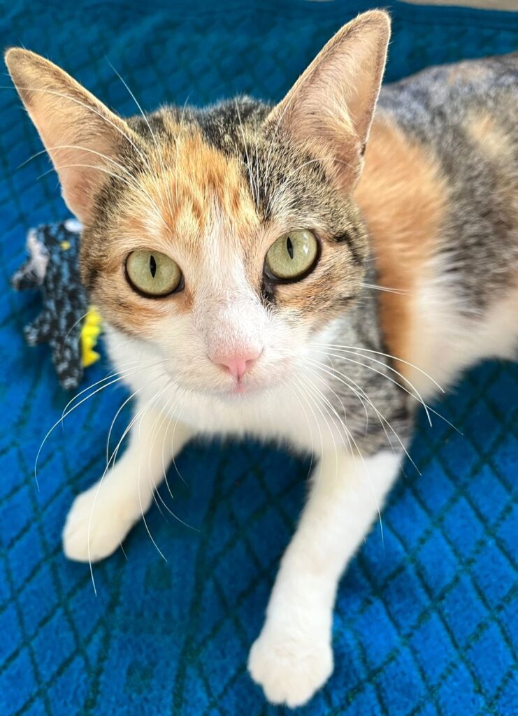 Hermosa tabby naranja y gris