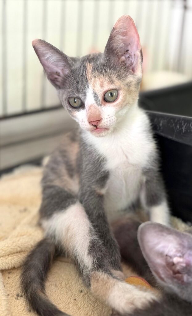 Calico diluido sentado