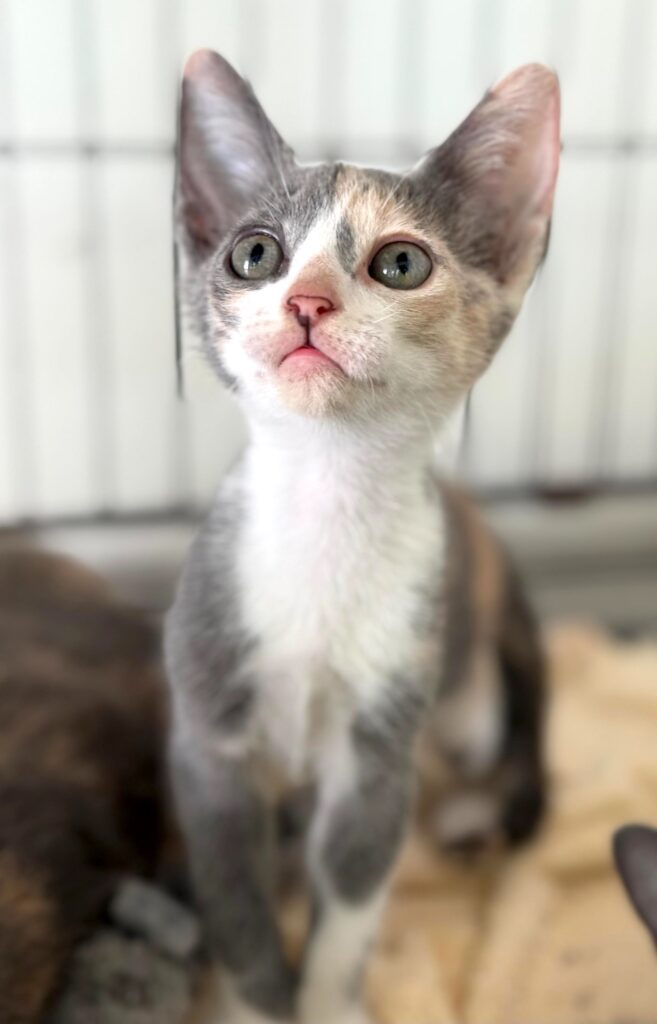 Calico diluido con pecho blanco mirando hacia arriba