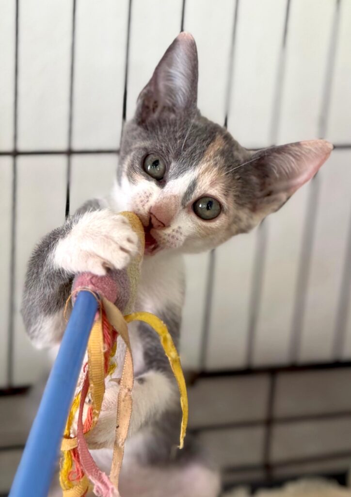 gatito de calico diluido con juguete