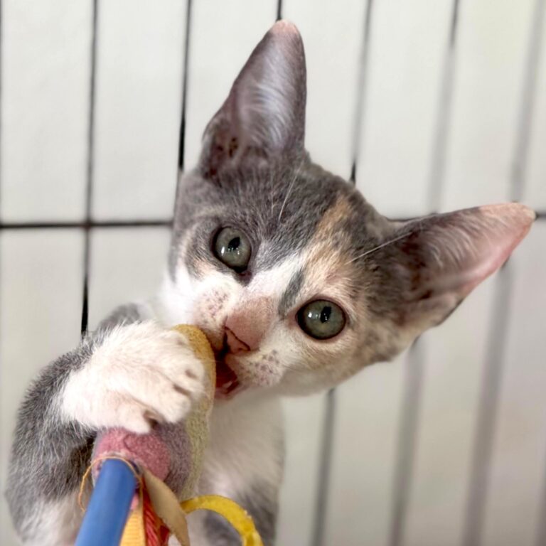 Diluted calico kitten with toy
