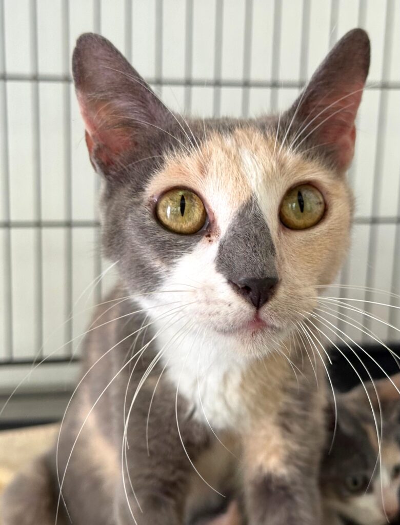 Calico diluido con hermosos ojos dorados