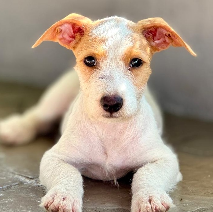 White puppy with adorable brown spots