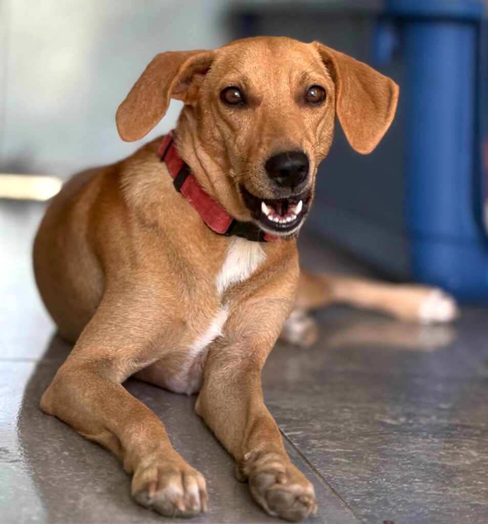 Golden dog with red collar laying on the floor