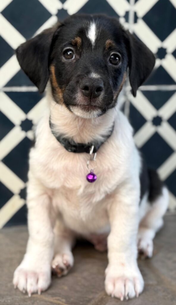 Perrito blanco con cara negra y blanco en llamas sentado con etiqueta púrpura.