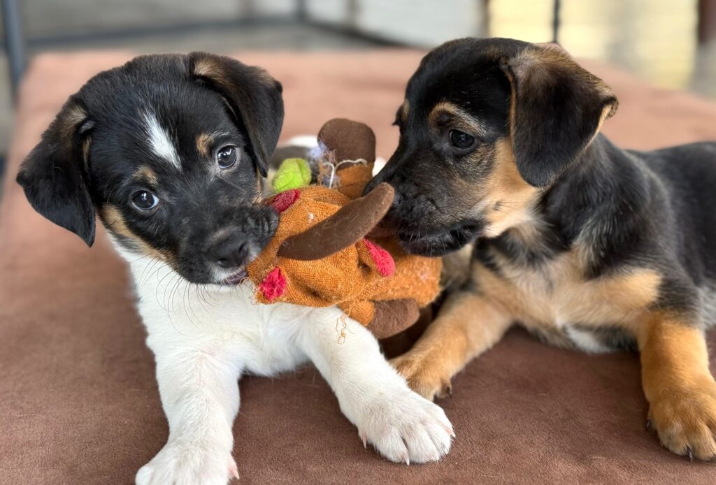 Oreo e Hidrox juegan con un juguete