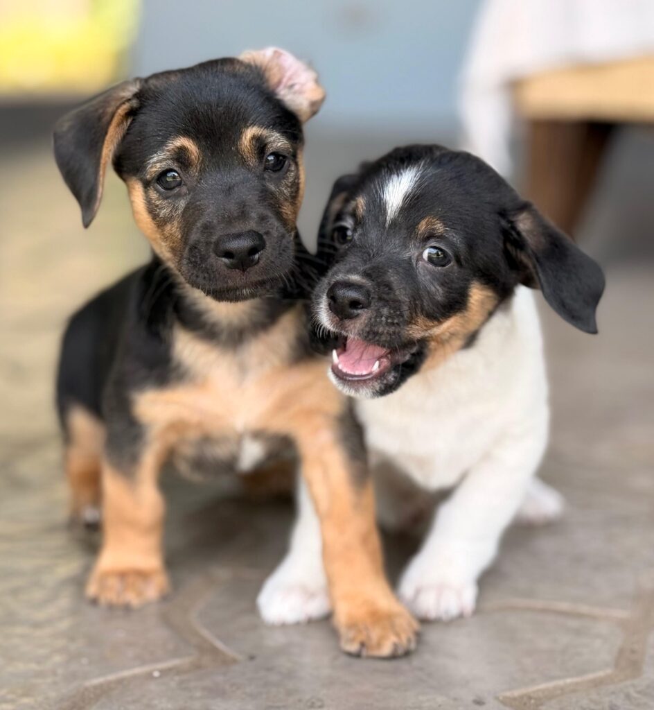 Oreo e Hydrox jugando