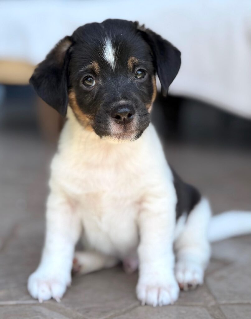 Perrito blanco con cara negra sentado