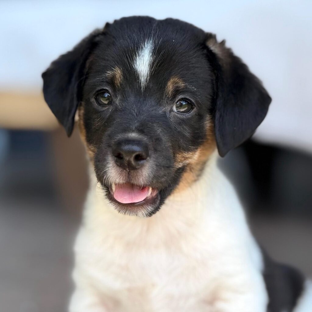 Perrito blanco con cara negra con raya blanca