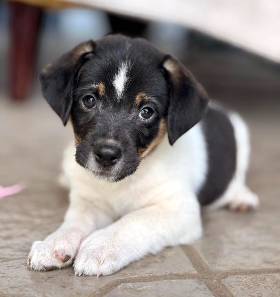 Perrito blanco con marcas negras