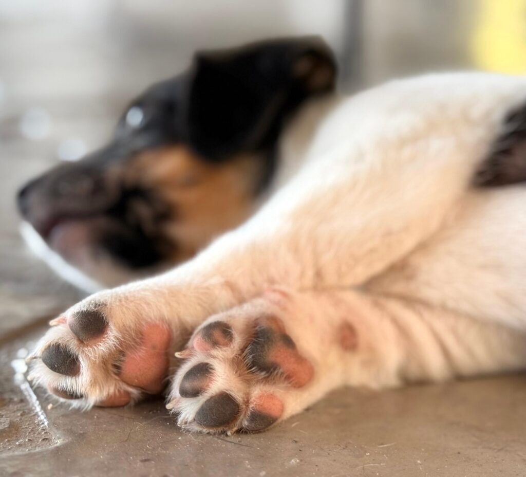 Las pequeñas almohadillas de Oreo