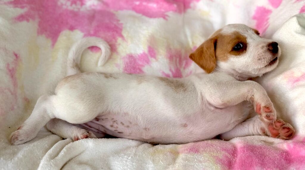 White puppy tummy!