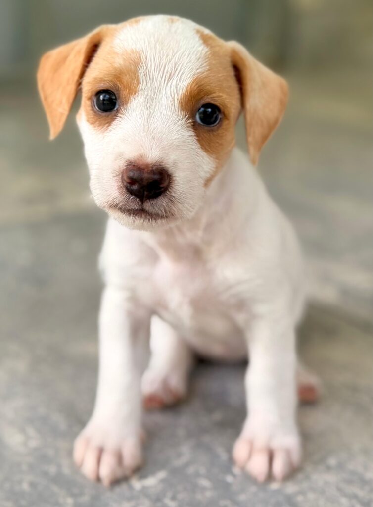 White puppy sitting up
