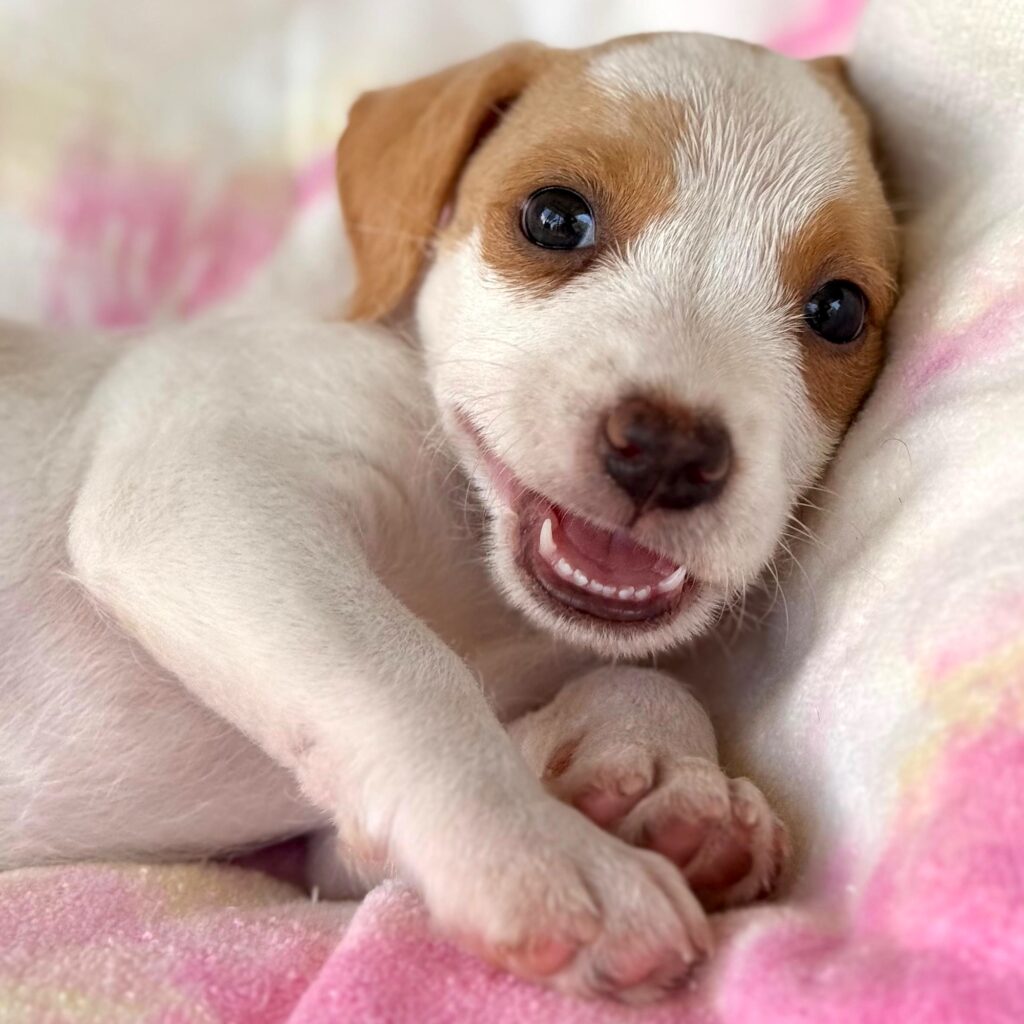 White puppy with tan ears and eyes and a cute pink smile