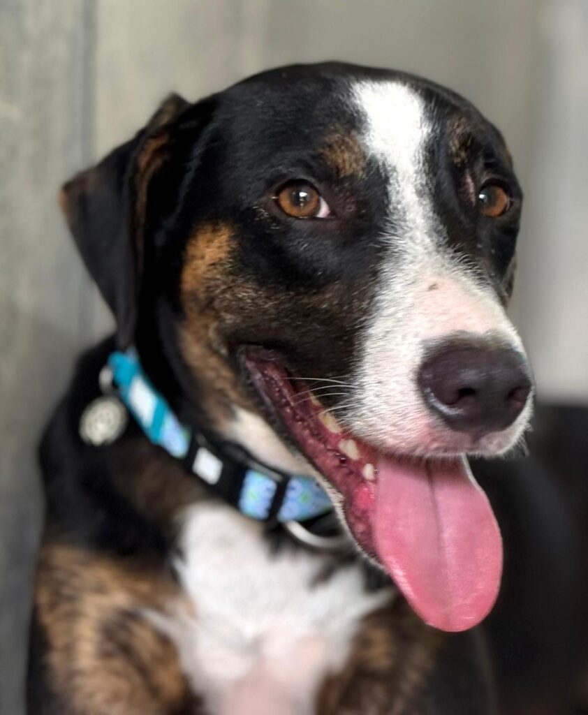 Black and brown dog with brown eyes