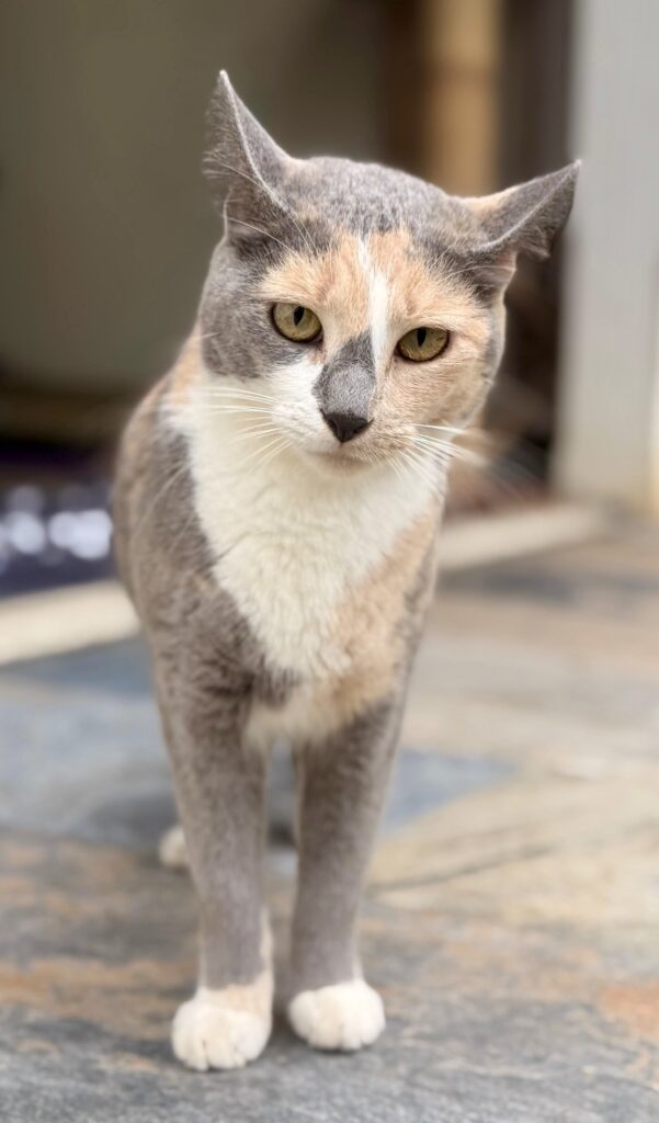 naranja y gris tabby sentado