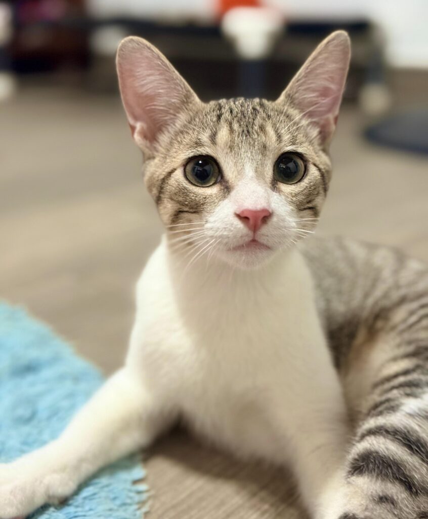 Adorable grey tabby kitten