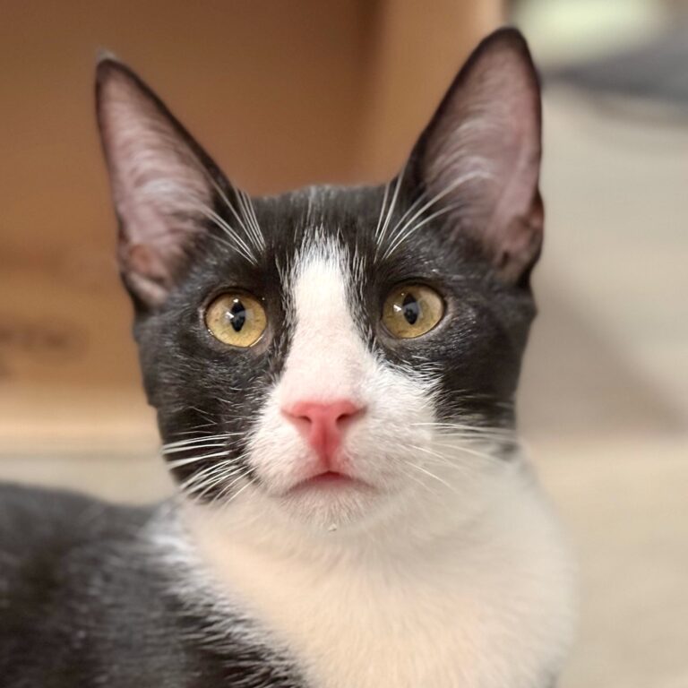 Beautiful black and white cat with pink nose