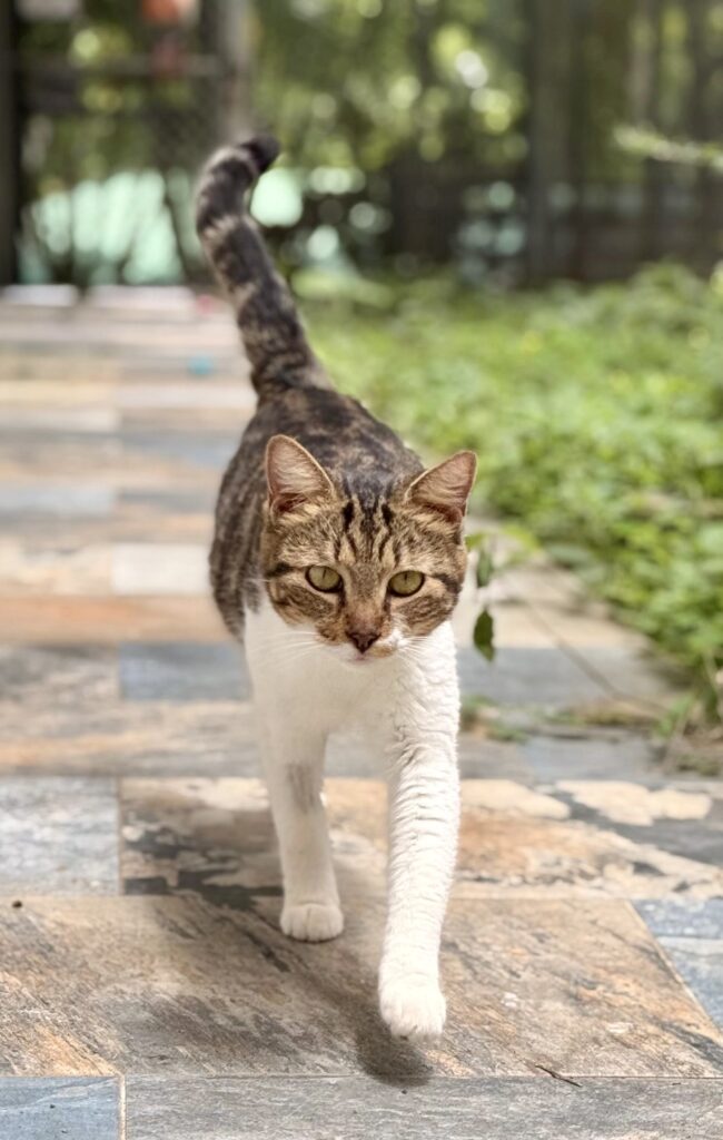 Confidento amoroso tabby caminando