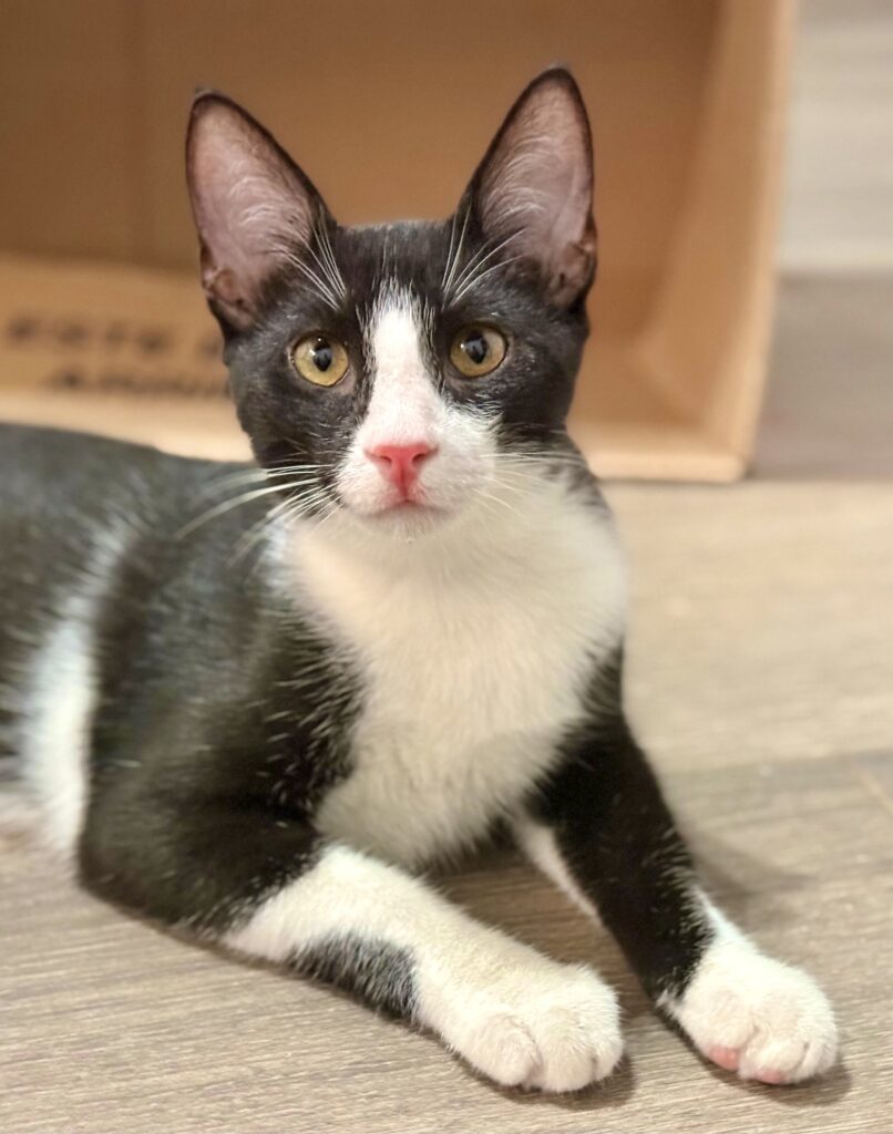 Black and white kitty laying down