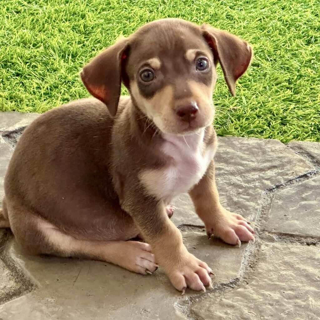 Brownie