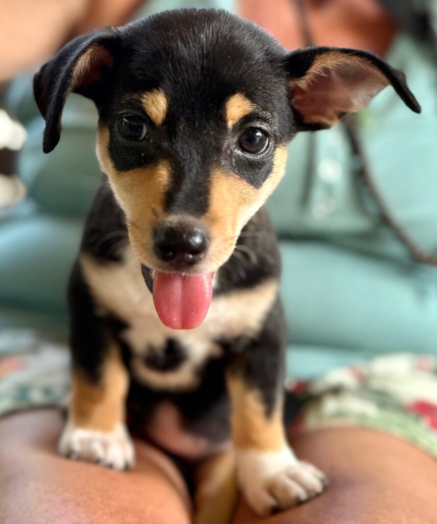 Black and brown puppy looking at the camera