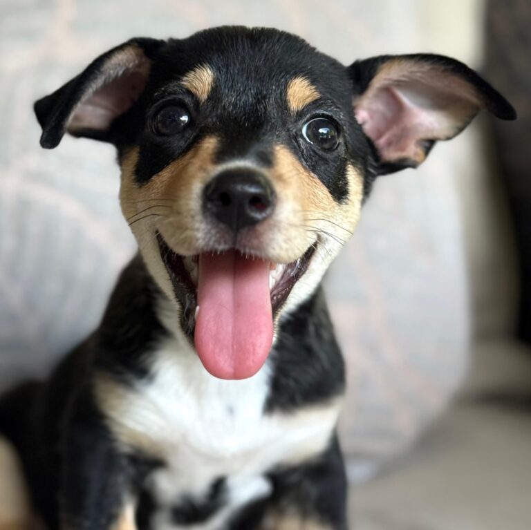 Adorable black and brown puppy wih white chest