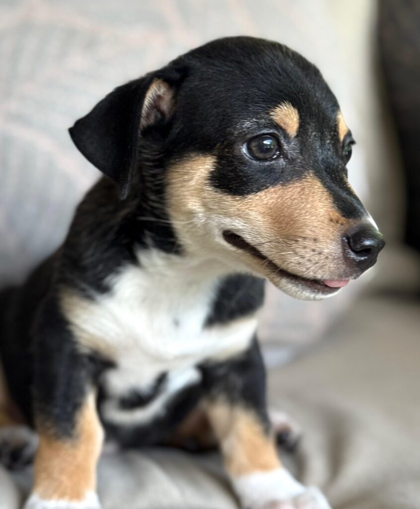 Black puppy looking to the left