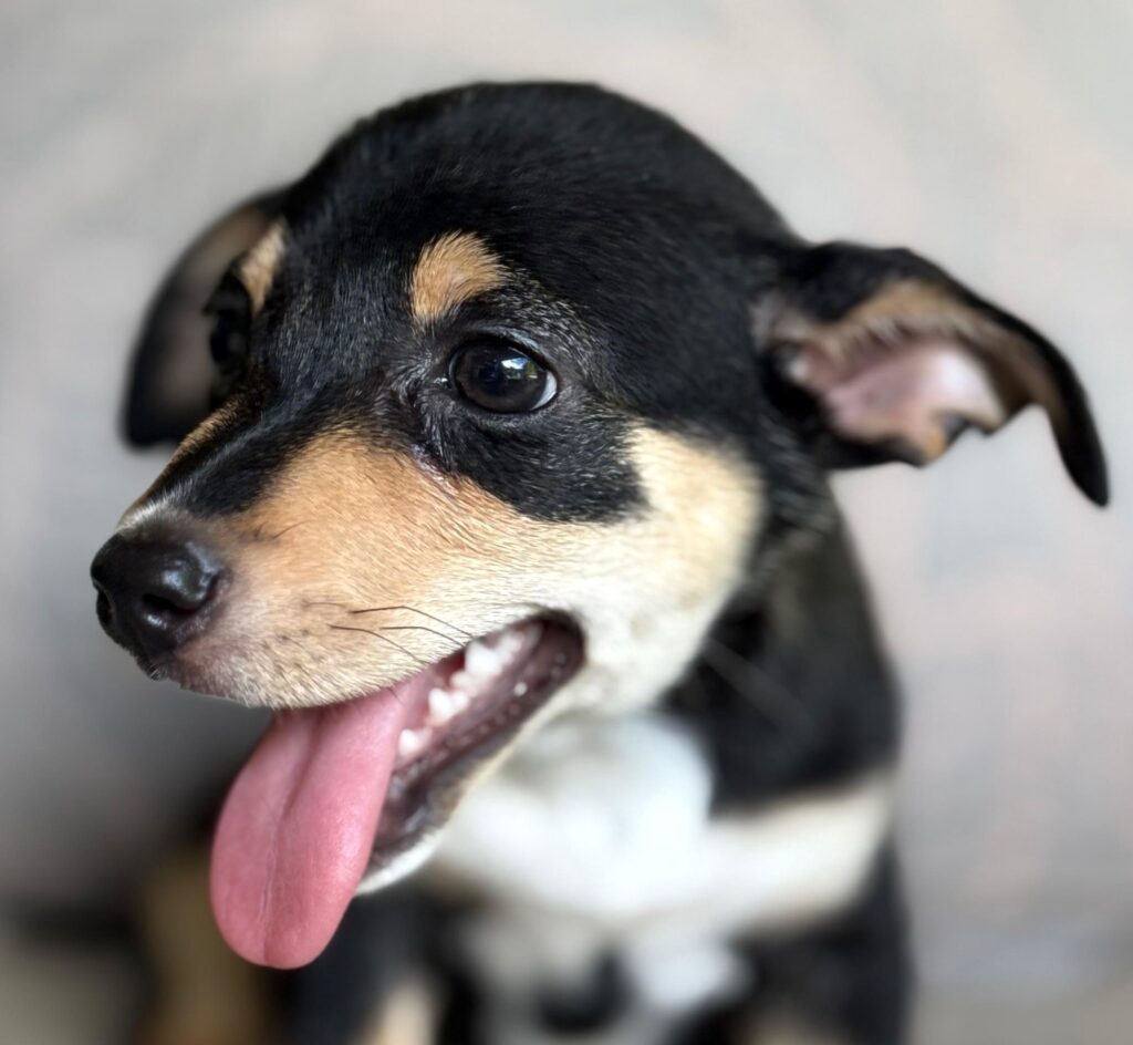 Cute black and brown puppy with pink tongue