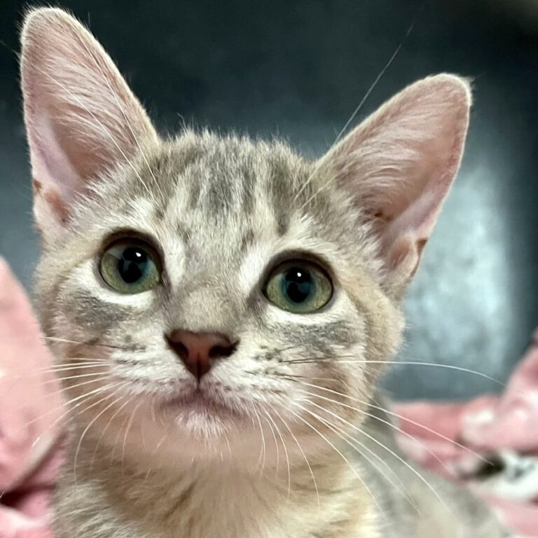Adorable light gray tabby kitten