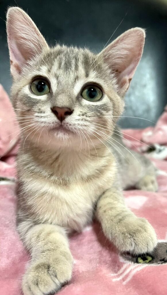 Adorable light gray tabby...