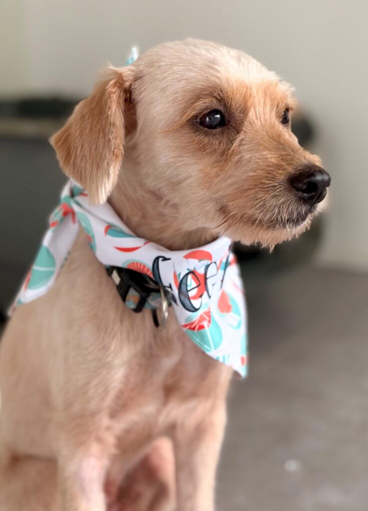Blond dog looking to the left