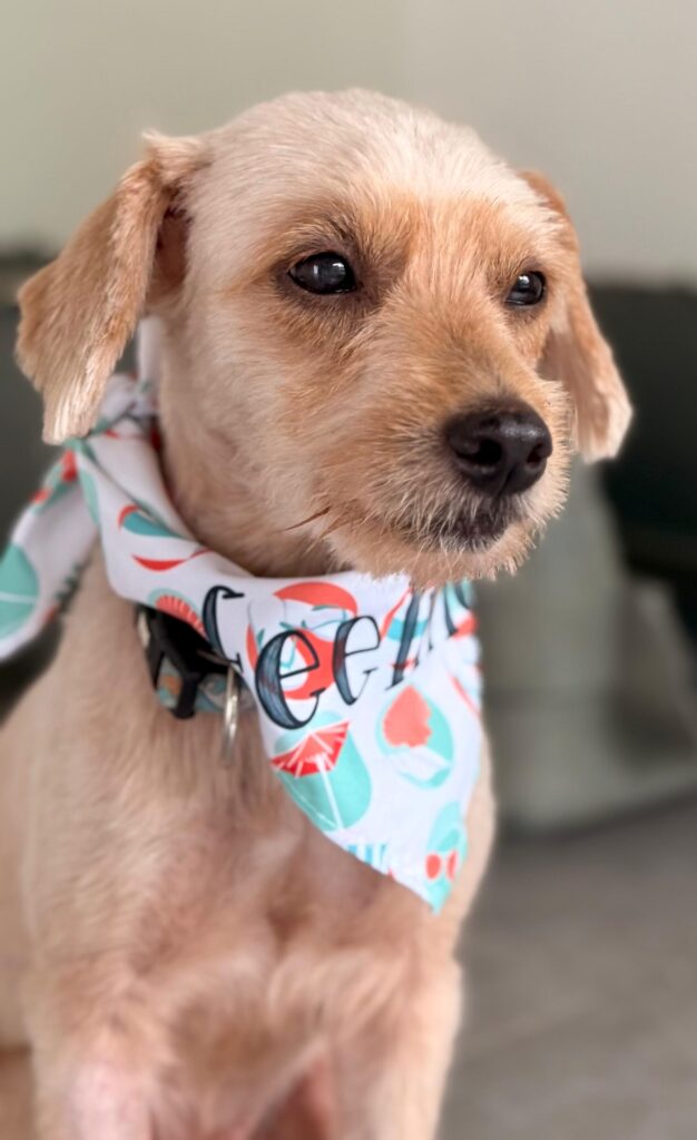 Blonde dog with scarf around his neck