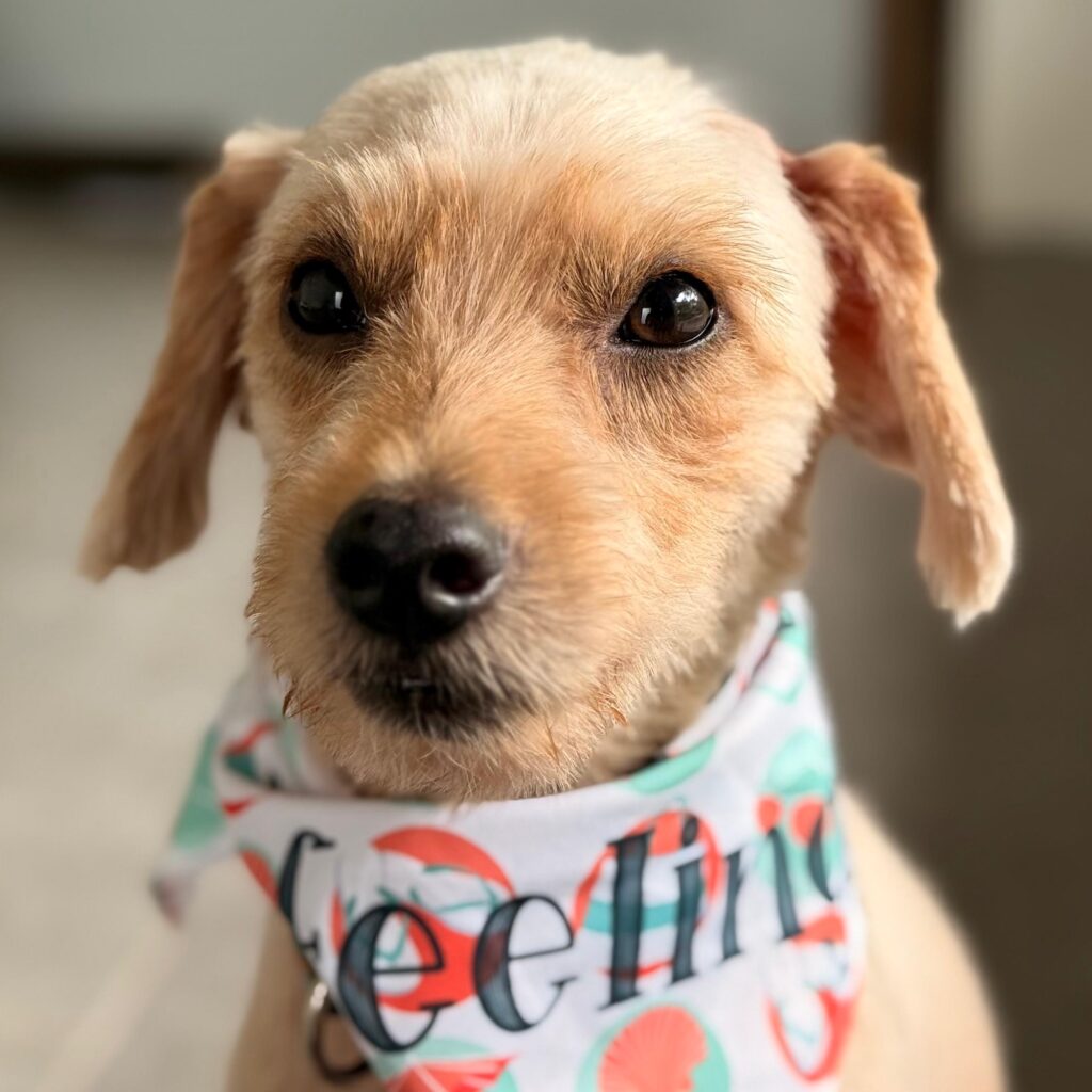 Adorable blond dog with scarf