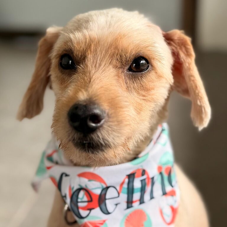 Adorable blond dog with scarf