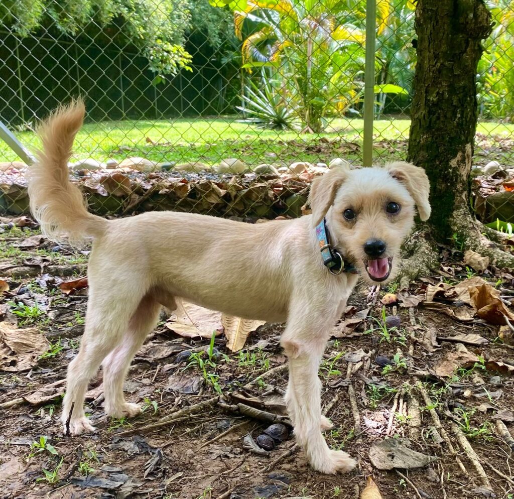 Adorable blonde dog standing and looking at the camera