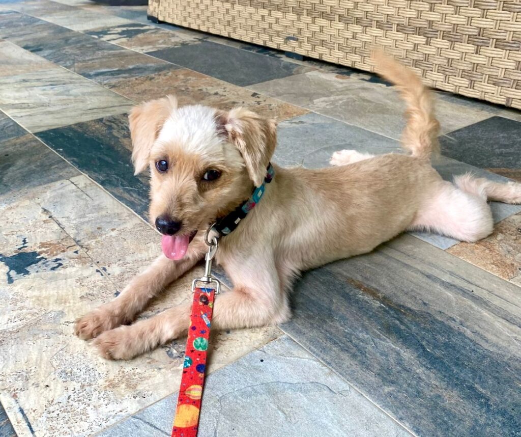 Blonde dog splooting on the floor