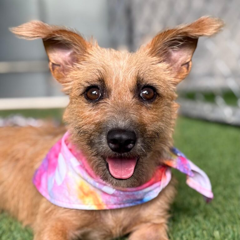 Cute blond dog with pink scarf